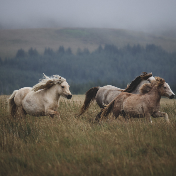 running horses in a green field